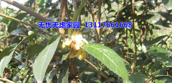 人造生態(tài)洗滌配方技術(shù)研究基地